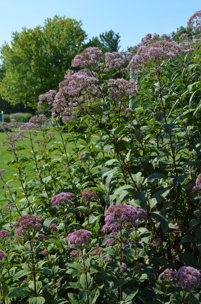 Spotted Joe Pye Weed - Eupatorium purpureum ssp. maculatum 'Gateway' from EC Browns Nursery