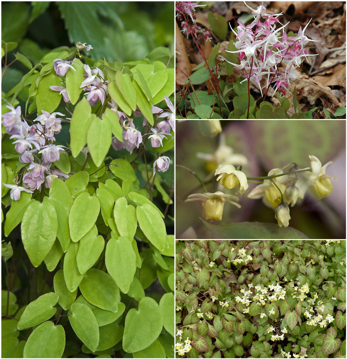 Epimedium - Barrenwort - Multiple Varieties from EC Browns Nursery