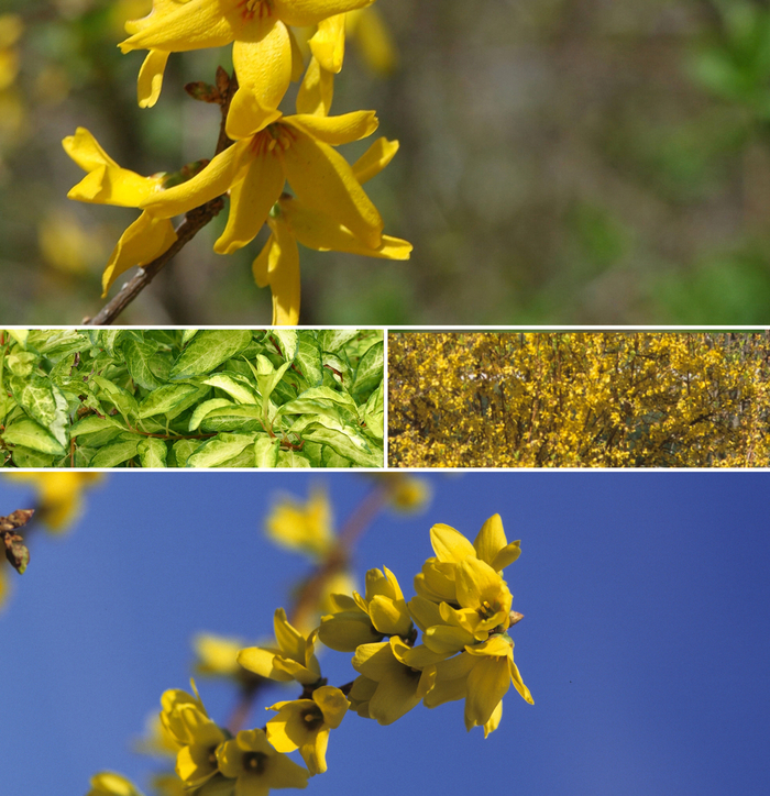 Forsythia - Forsythia 'Multiple Varieties' from EC Browns Nursery