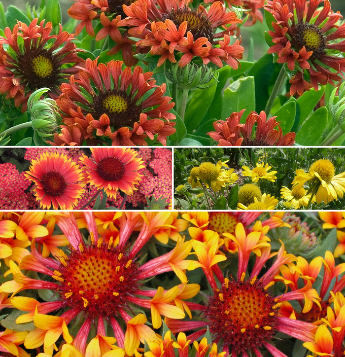 Multiple Varieties Assorted, Blanket Flower - Gaillardia 'Multiple Varieties' (Assorted, Blanket Flower) from EC Browns Nursery