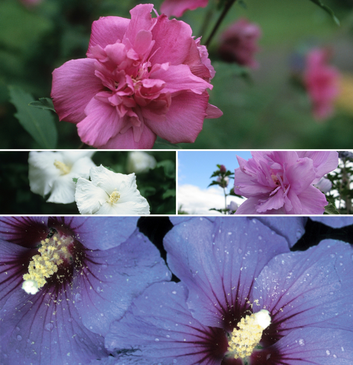 Multiple Varieties Rose of Sharon - Hibiscus syriacus 'Multiple Varieties' (Rose of Sharon) from EC Browns Nursery