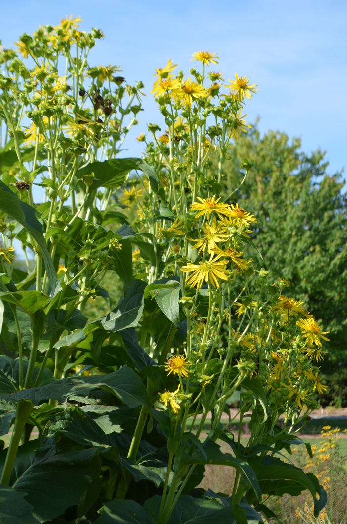 Cup Plant - Silphium perfoliatum from EC Browns Nursery