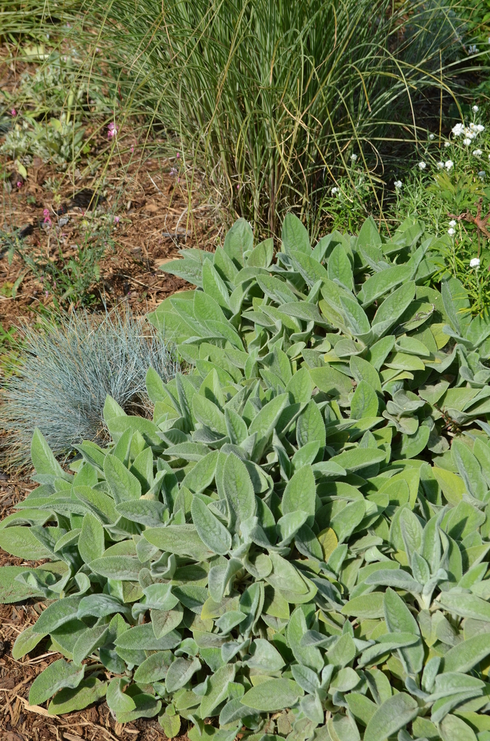 Lamb's Ears - Stachys byzantina (lanata) from EC Browns Nursery