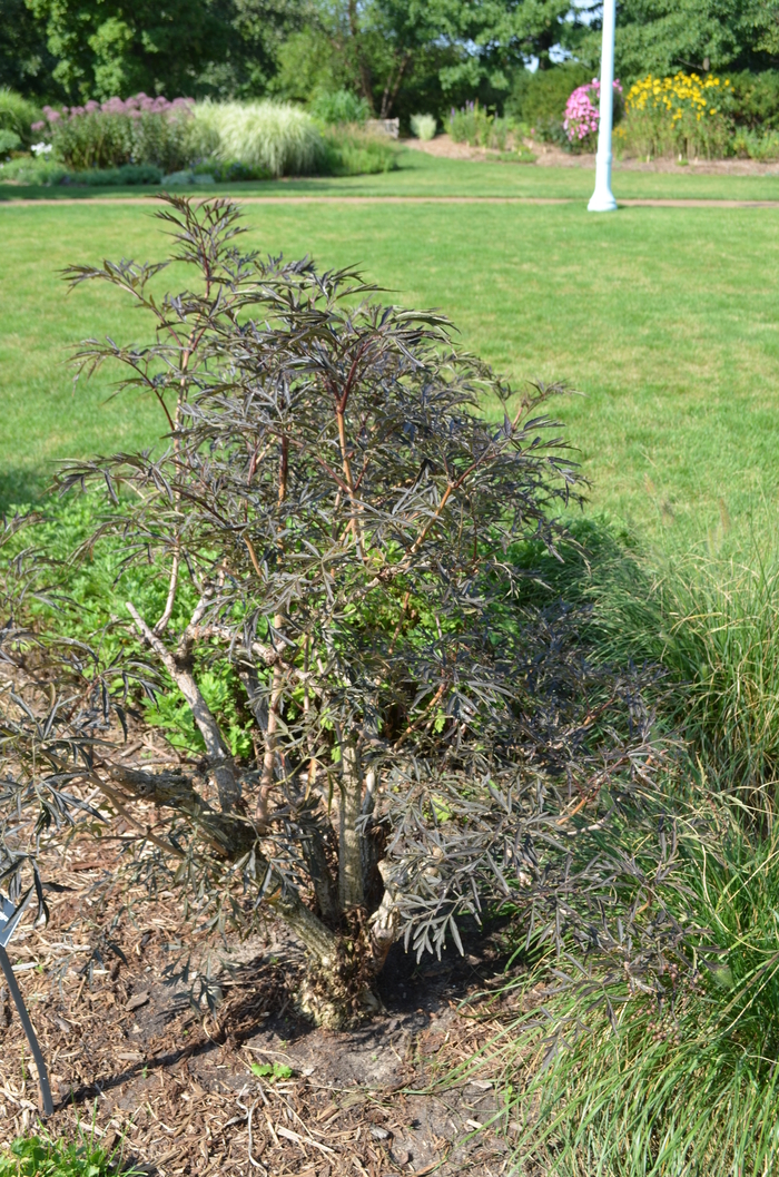 Elderberry - Sambucus nigra from EC Browns Nursery