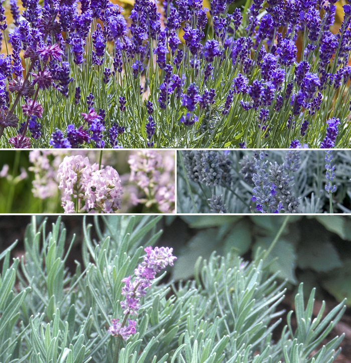 Lavender - Multiple Varieties from EC Browns Nursery