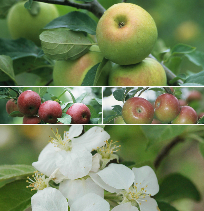 Apple - Multiple Varieties from EC Browns Nursery