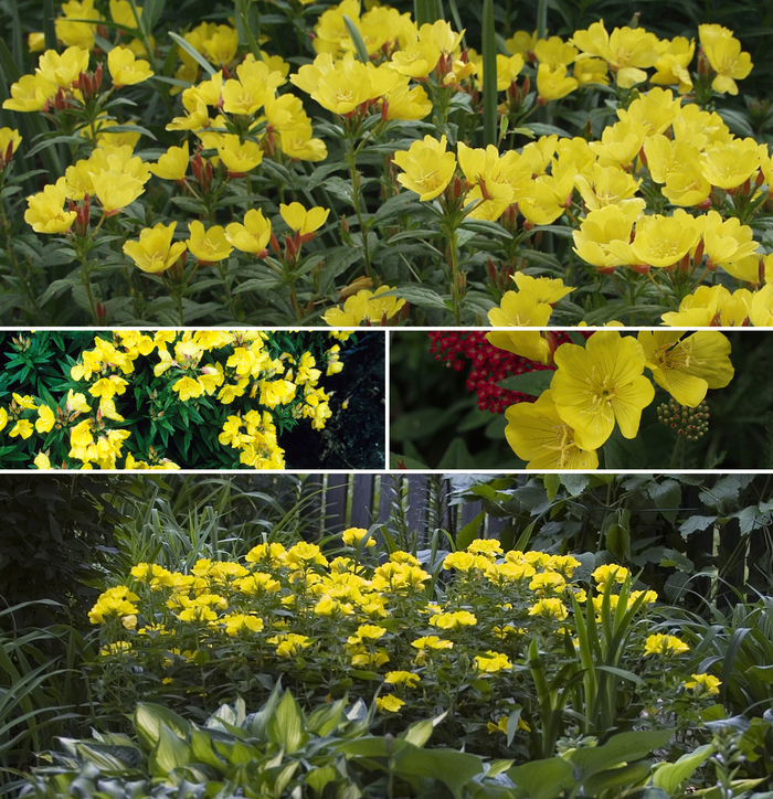Oenothera perennis - Sundrops from EC Browns Nursery
