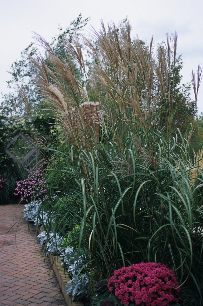 Rigoletto Grass - Miscanthus sinensis 'Rigoletto' from EC Browns Nursery