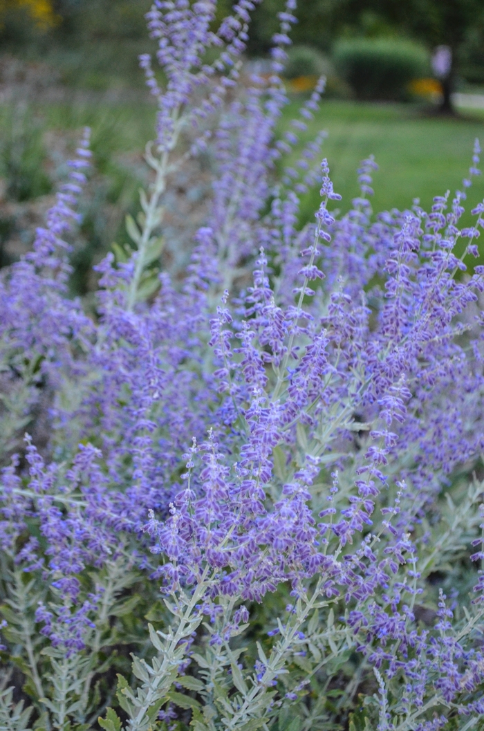 Russian Sage - Perovskia atriplicifolia (Russian Sage) from EC Browns Nursery