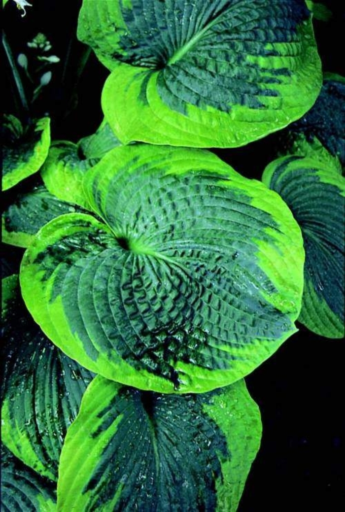 Hosta, Plantain Lily - Hosta venusta (Hosta, Plantain Lily) from EC Browns Nursery