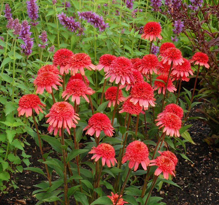Coneflower - Echinacea 'Supreme&trade; Flamingo' from EC Browns Nursery