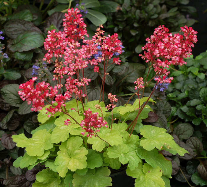 Coral Bells - Heuchera 'Little Cutie&trade; Sweet Tart' from EC Browns Nursery