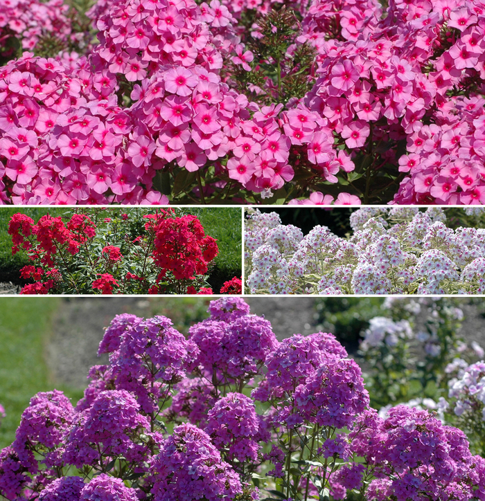 Assorted Garden Phlox - Phlox paniculata from EC Browns Nursery