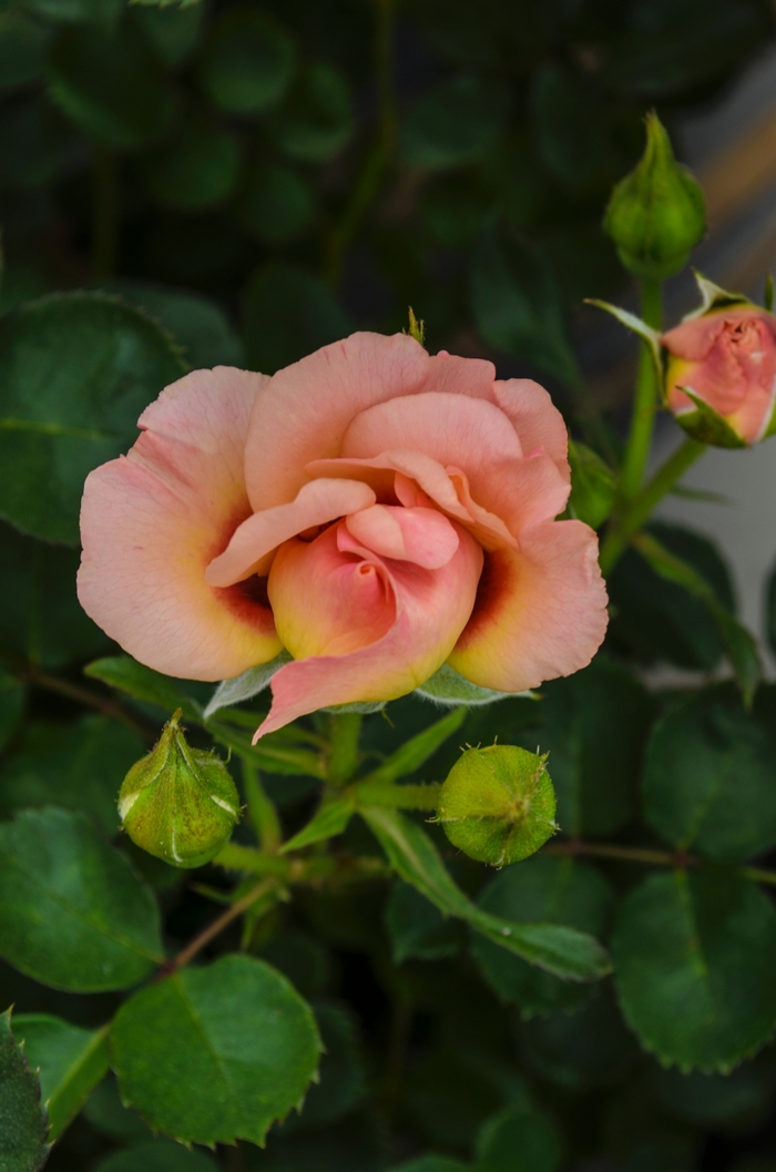Eyeconic&reg; Pink Lemonade - Rosa 'Sprolempink' PP23581 from EC Browns Nursery
