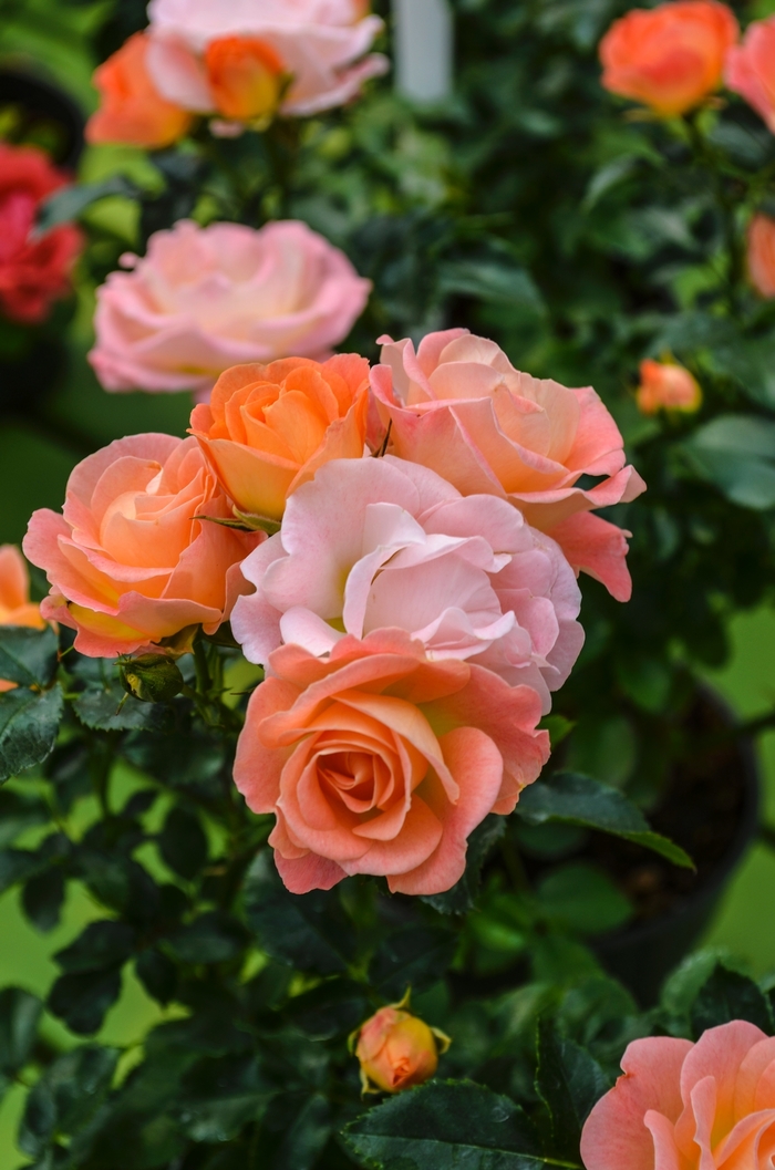 Peach Drift&reg; - Shrub Rose from EC Browns Nursery