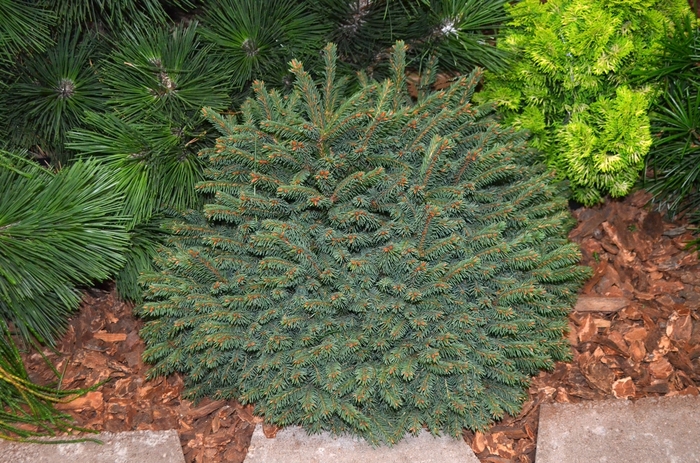 'Elegans' - Picea abies from EC Browns Nursery