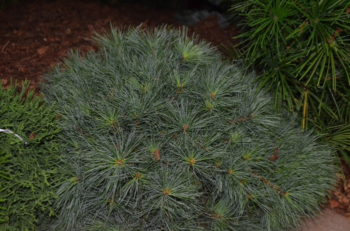 Dwarf Eastern White Pine - Pinus strobus 'Blue Shag' from EC Browns Nursery