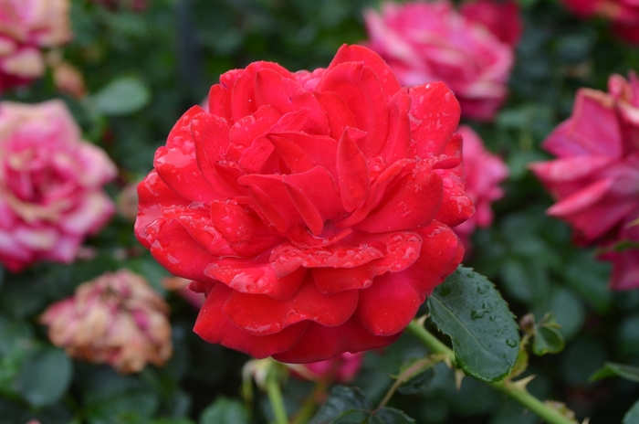 Easy Elegance&reg; Super Hero - Rosa (Rose) from EC Browns Nursery