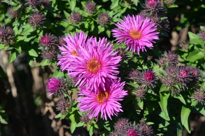 New England Aster - Aster novae-angliae 'Vibrant Dome' from EC Browns Nursery