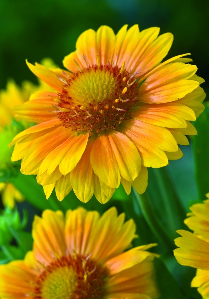 Ernst Benary of America, Inc. - Gaillardia x 'Arizona Apricot' from EC Browns Nursery