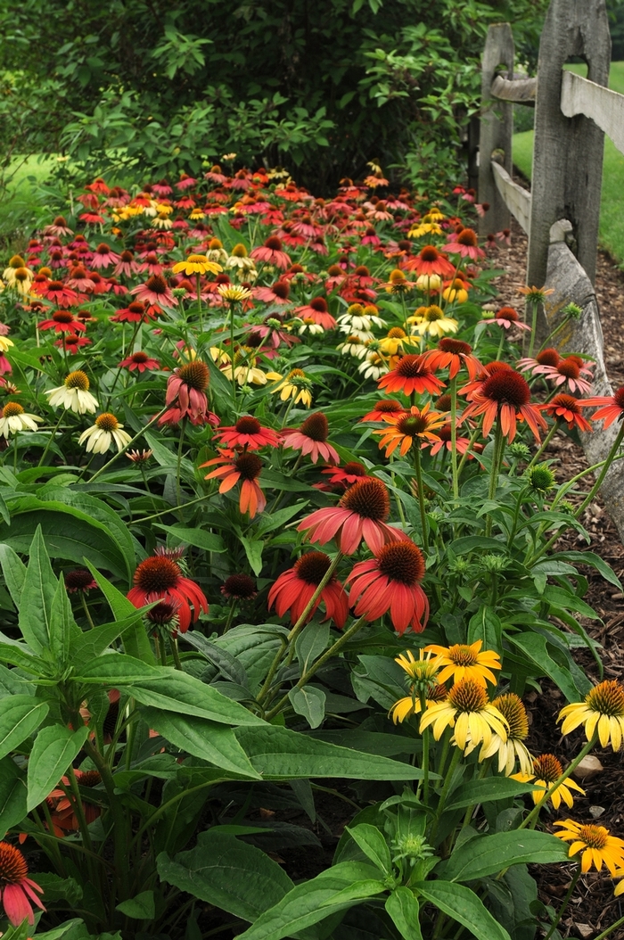 Coneflower - Echinacea hybrida 'Cheyenne Spirit' from EC Browns Nursery