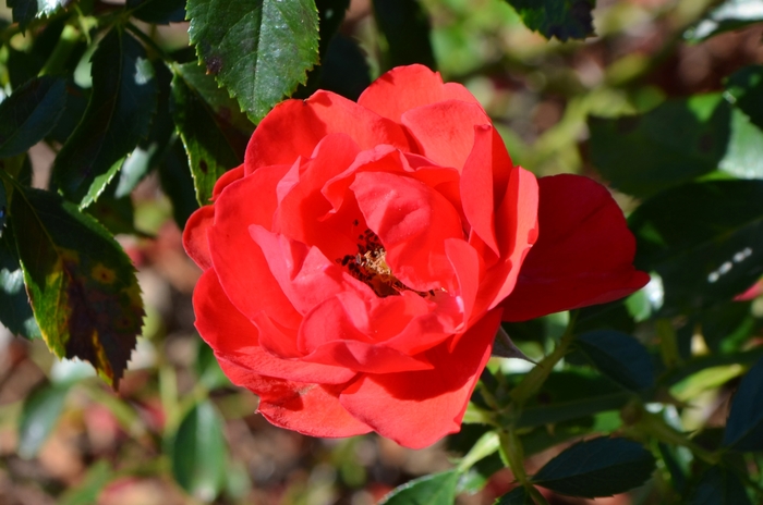 Flower Carpet&reg; Scarlet - Rosa x 'NOA83100B' from EC Browns Nursery