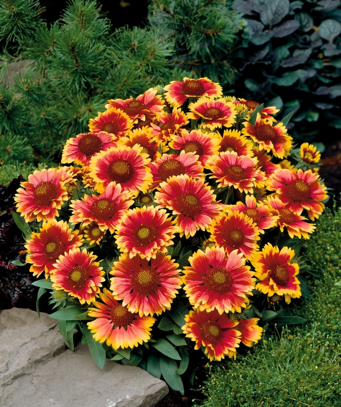 Arizona Sun Blanket Flower - Gaillardia 'Arizona Sun' (Blanket Flower) from EC Browns Nursery