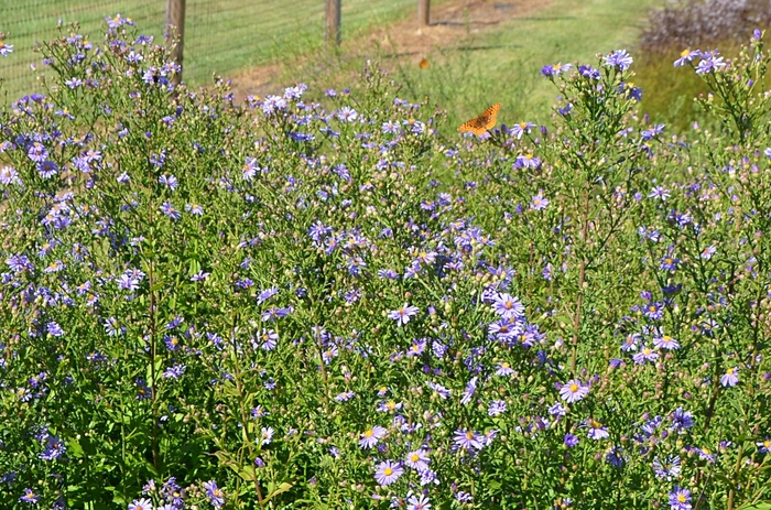 Bluebird Aster - Aster laevis 'Bluebird' from EC Browns Nursery