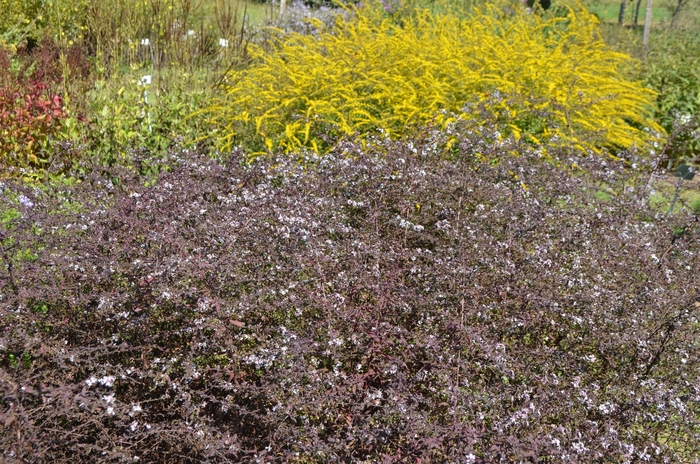 'Lady in Black' Calico Aster - Aster lateriflorus from EC Browns Nursery