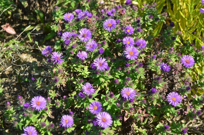 New England Aster - Aster novae-angliae 'Purple Dome' from EC Browns Nursery
