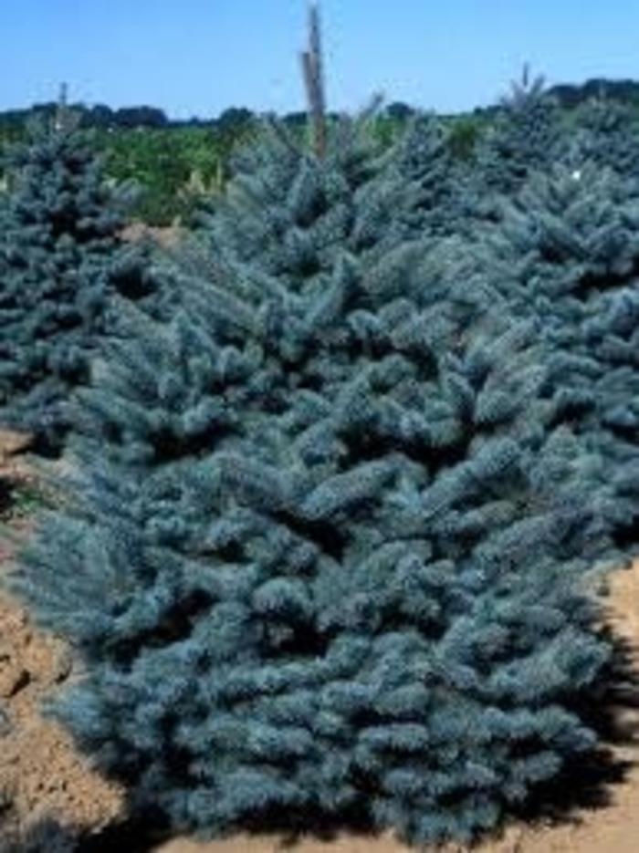 'Glauca Procumbens' Colorado Blue Spruce - Picea pungens glauca 'Procumbens' from EC Browns Nursery
