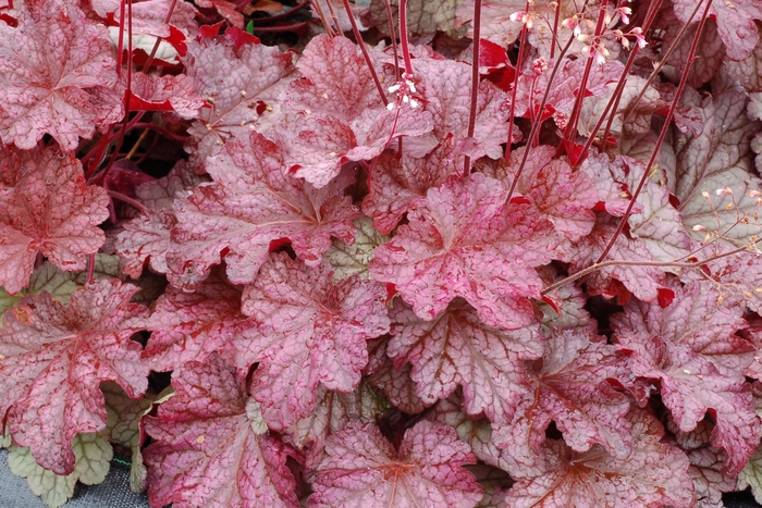  'Berry Smoothie' - Heuchera from EC Browns Nursery
