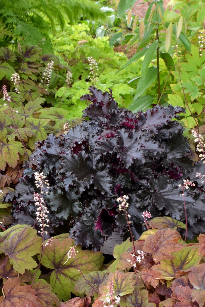 'Black Taffeta' - Heuchera from EC Browns Nursery