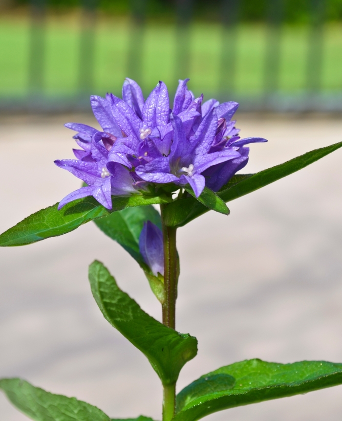 Bellflower Clustered - Campanula glomerata 'Freya' from EC Browns Nursery