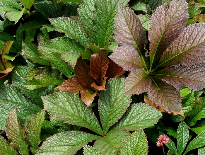 Rodgersia - Rodgersia 'Bronze Peacock' from EC Browns Nursery