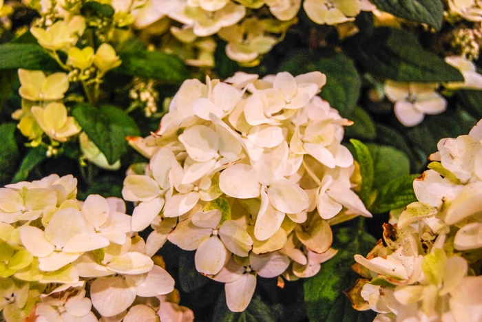 White Diamonds® - Panicle Hydrangea from EC Browns Nursery
