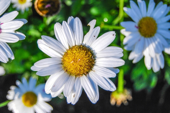 'Snow Lady' - Leucanthemum x superbum from EC Browns Nursery