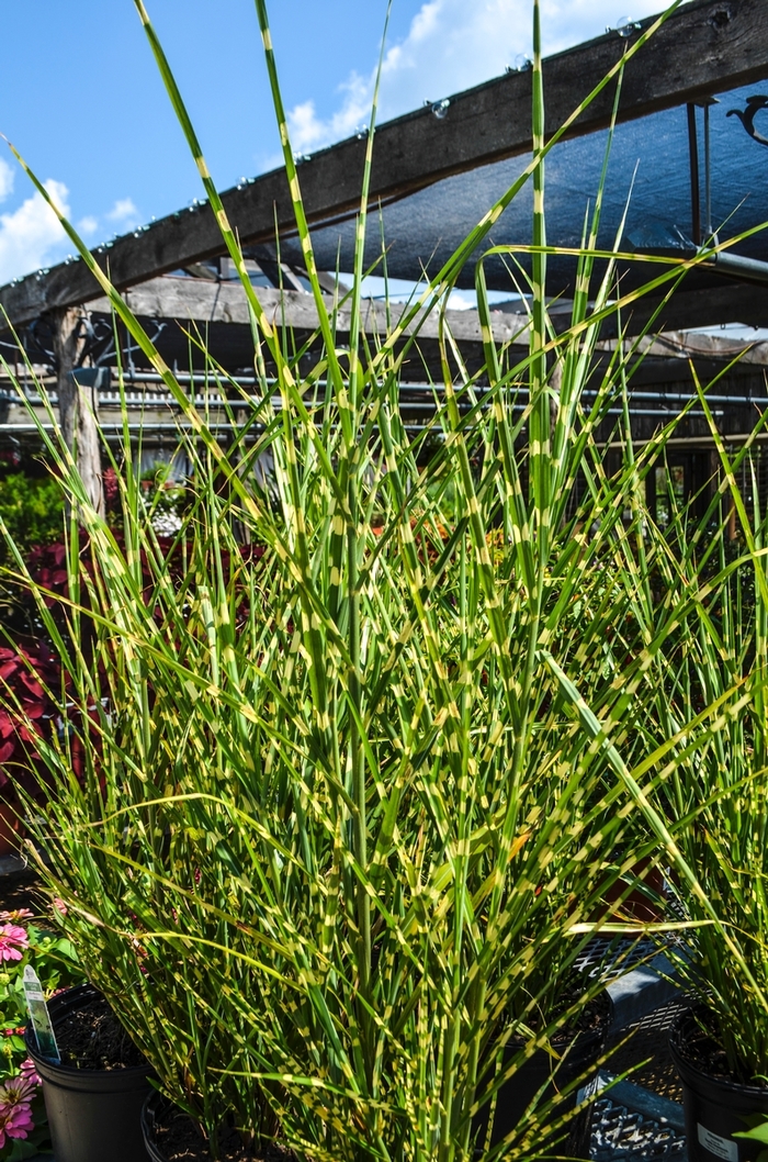 'Strictus' Porcupine Grass - Miscanthus sinensis from EC Browns Nursery