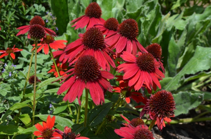 Sombrero Salsa Red Coneflower - Echinacea 'Sombrero Salsa Red' from EC Browns Nursery