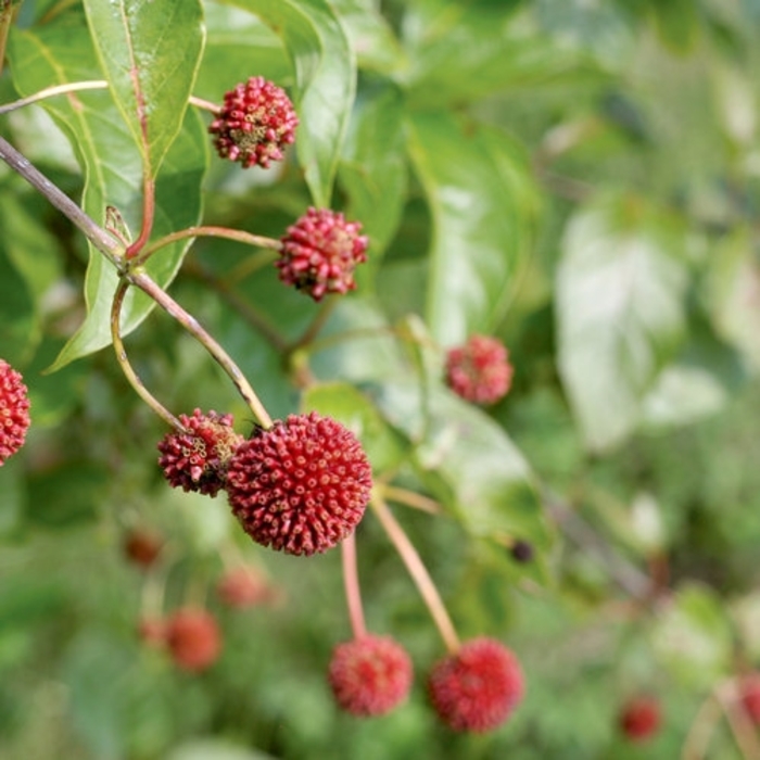 Sugar Shack&reg; - Cephalanthus occidentalis from EC Browns Nursery