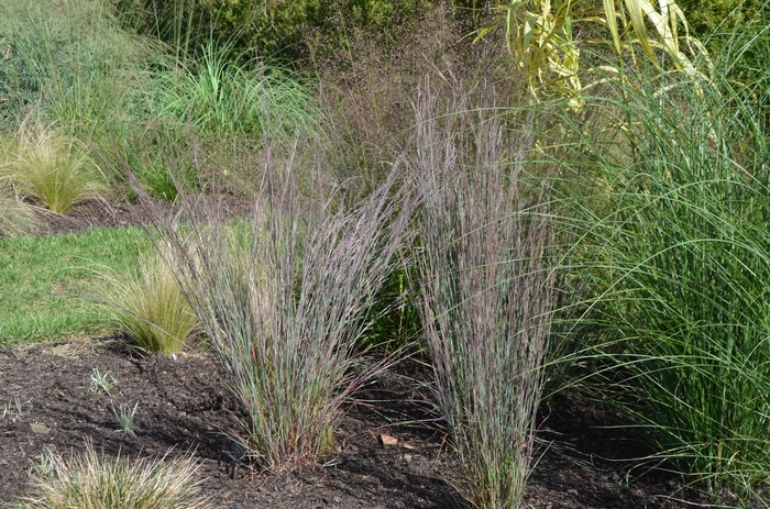 Blue Heaven&trade; - Schizachyrium scoparium from EC Browns Nursery