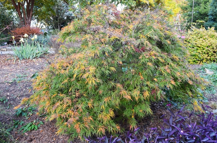 'Waterfall' Laceleaf Japanese Maple - Acer palmatum var. dissectum from EC Browns Nursery
