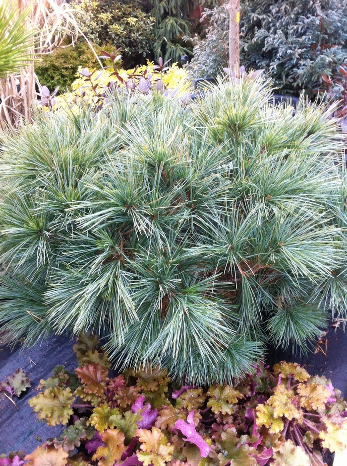 Dwarf Eastern White Pine - Pinus strobus 'Horsford' from EC Browns Nursery
