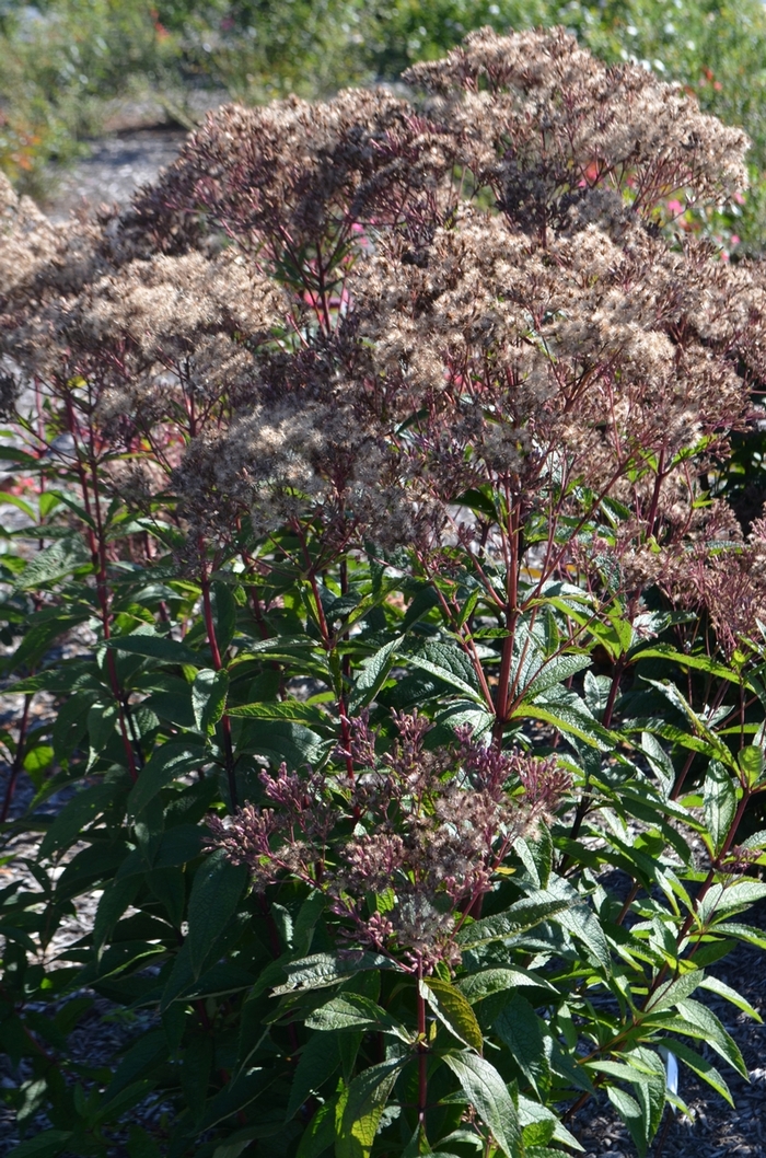 Joe Pye Weed - Eupatorium dubium 'Baby Joe' from EC Browns Nursery