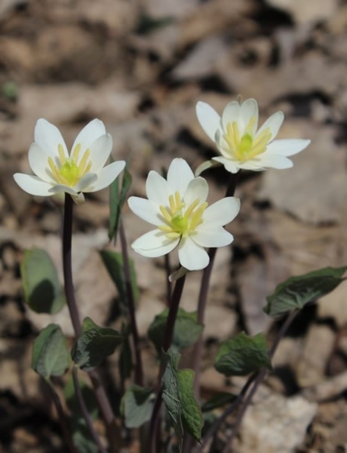TWINLEAF - Jeffersonia diphylla from EC Browns Nursery