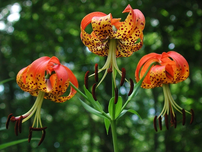 TURK'S CAP LILY - Lilium superbum from EC Browns Nursery