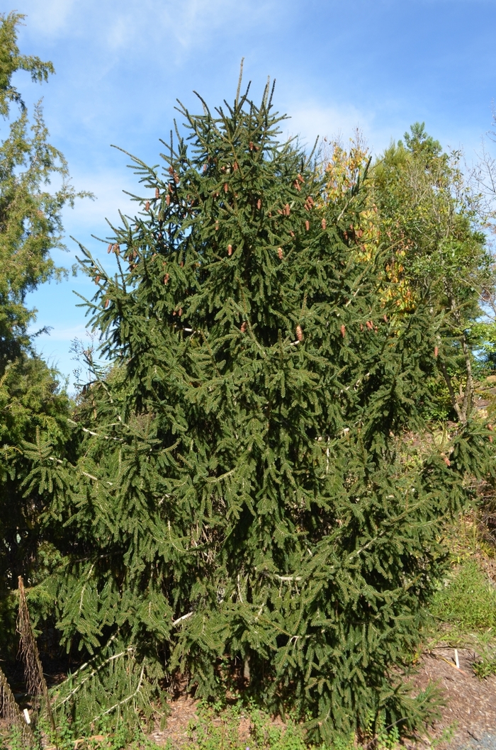 'Aureospicata' - Picea orientalis from EC Browns Nursery