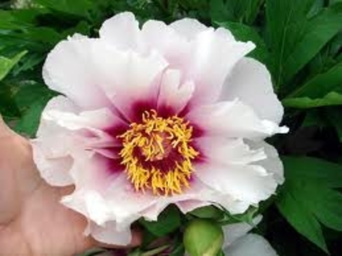 Cora Louise Peony - Paeonia 'Cora Louise' from EC Browns Nursery