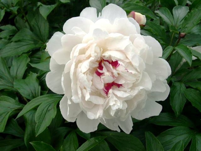 Peony Festiva Maxima' - Paeonia 'Festiva Maxima' from EC Browns Nursery