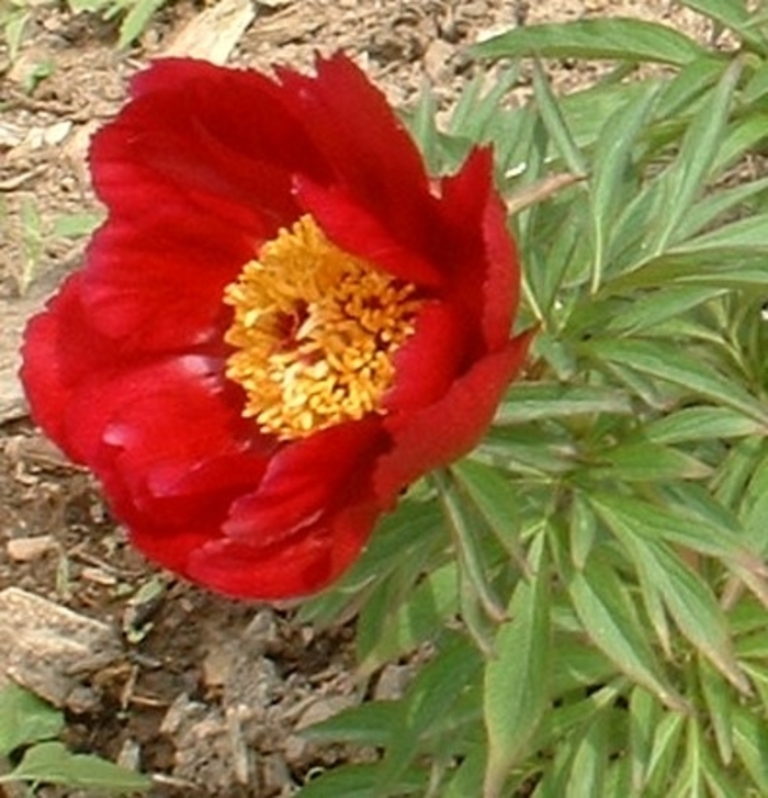 Early Scout Peony - Paeonia lactiflora 'Early Scout' from EC Browns Nursery